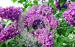 Close up view of vibrant pink lilac flowers in spring botanical garden