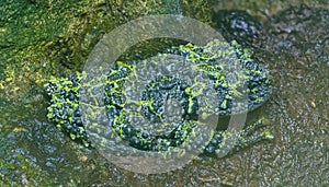 Close-up view of a Vietnamese mossy frog