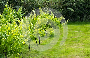 Close up view of vines at a winery, near Caernarfon, north Wales