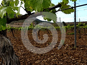 Close up view of vineyards