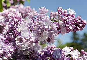 Close-up view of violet lilac flower inflorescence