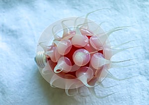 Close up view at a virus light bulb on wood and white backgrounds