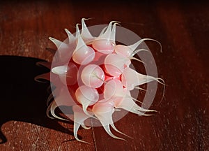 Close up view at a virus light bulb on wood and white backgrounds