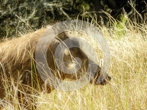 Warthog male in grassland