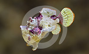 Close-up view of a Warty frogfish