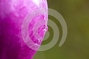 Close up view of water droplet on pink flower