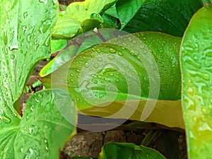 Close-up view of water drops wetting a leaf photo