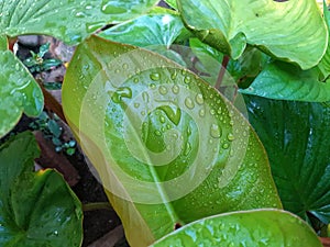 Close-up view of water drops wetting a leaf photo
