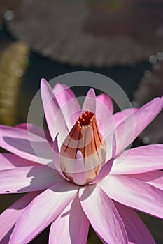 Close up view of water lily flower