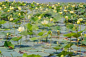 Close up view of Lotus flowers on Carter Lake Iowa photo