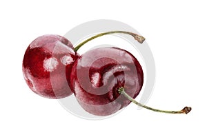 Close-up view watercolor illustration of a black cherries, isolated on white background.