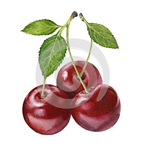 Close-up view watercolor illustration of a cherries, isolated on white background.