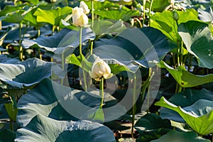 Beautiful Waterlily on lake Carter Iowa and Omaha Nebraska photo