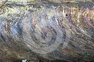 Tree trunk texture