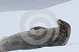 Close-up view of a Weddel seal laying on the snow