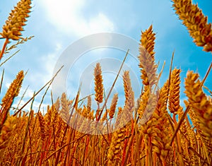 Close up view of wheatfields