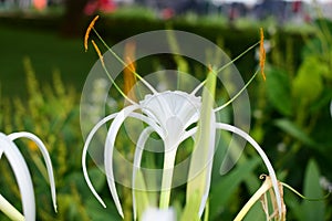 Close up view of white Beach spider lily flower with green leaves