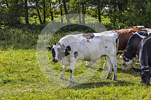 Close up view of  white brown cows on pasture.  Beautiful animals background.