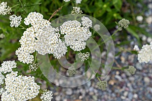 Close up view of white Common Yarrow wildflowers, also known as nosebleed plant