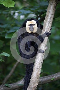 Close up view of white faced monkey