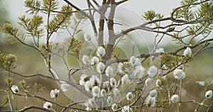 Close-up View on White Fluffy Flowers Eriophorum Angustifolium Known As Cottongrass, Cotton-grass. Spring Landscape With