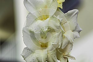 Close up view of white  gladiolus flower with rain drops.