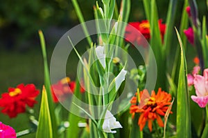 Close-up view of white gladiolus flowers beginning to bloom among red asters