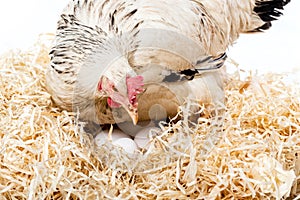 close-up view of white hen sitting on nest with eggs