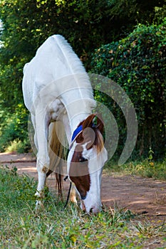 A close up view of white horse and blue sky background