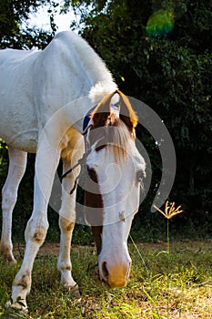 A close up view of white horse grassing in a field