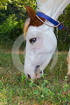 A close up view of white horse grassing in a field on side view