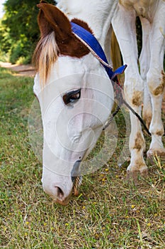 A close up view of white horse head