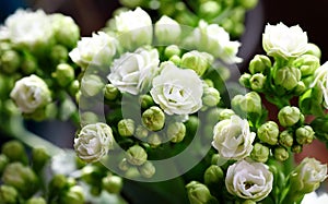 Close up view of white Kalanchoe flower and buds.