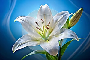 Close Up View of the White Lily on Blue photo
