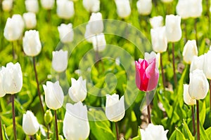 Close-up view of white and one red tulip in summer