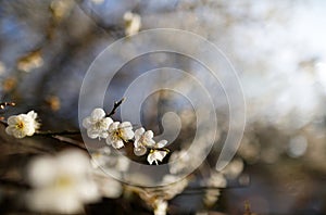 Close-up view of white plum blossoms on a beautiful sunny day with vibrant spring ambiance