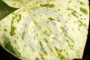A close-up view of a white pothos leaf with green patterns, marred by brown spots resembling acne. photo