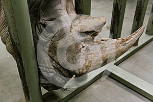 close up view of white rhino horn