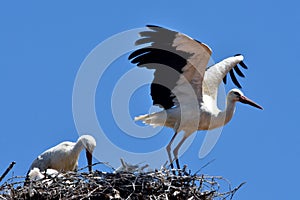 Close-up view of the White storks couple in the nest before the blue sky in the background