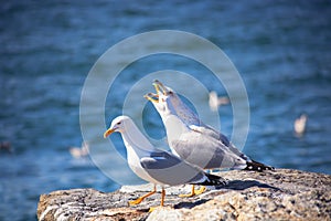 Close up view of white three seagulls sitting on a beach