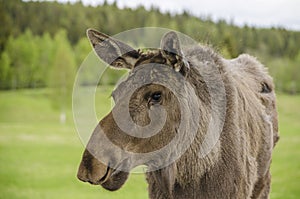 Close up view of wild animal Moose elk in an elk farm during the elk farm visit in northern Europe in a sunny day