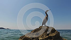 Close-up view of wild bird Great Cormorant sitting on a rock in the sea. Area near old city Piran and Strunjan. Slovenian Istria.