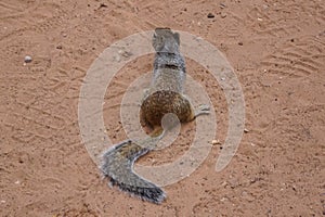 Close up view of wild cute squirrel on Zion Canyon Lookout in Zion National Park, Utah, United States of America, USA