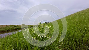 Close up view wild flowers and tall grass along a Dutch dike