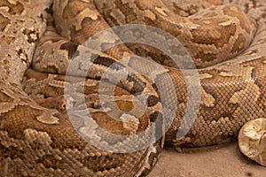 A close-up view of a wild Indian Rock Python Python sebae