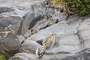 Close up view of wild leopard near water in stone indentation