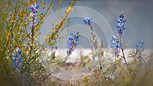 Close up view of wild Lupine flowers in California country side