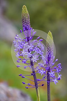 Close up view of wild Scilla hyacinthoides flowers, a geophyte native to the Middle East, in full bloom with bluish-purple floweri