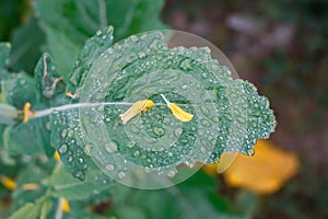 Close-up view of a winter morning with misty water droplets on the leaves of the trees