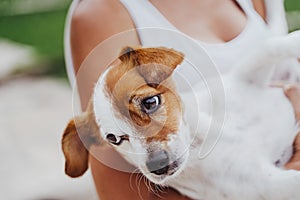 Close up view of woman holding in her arms cute small jack russell dog in a park. Love for animals and pets outdoors